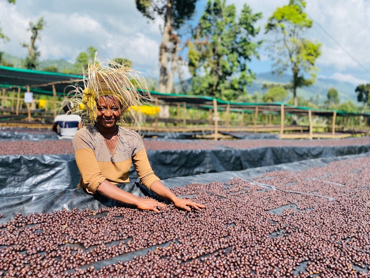 Single Origin Coffees