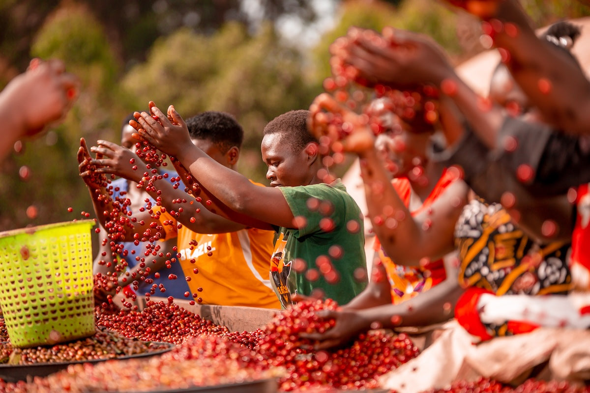 Uganda Bulambuli Natural