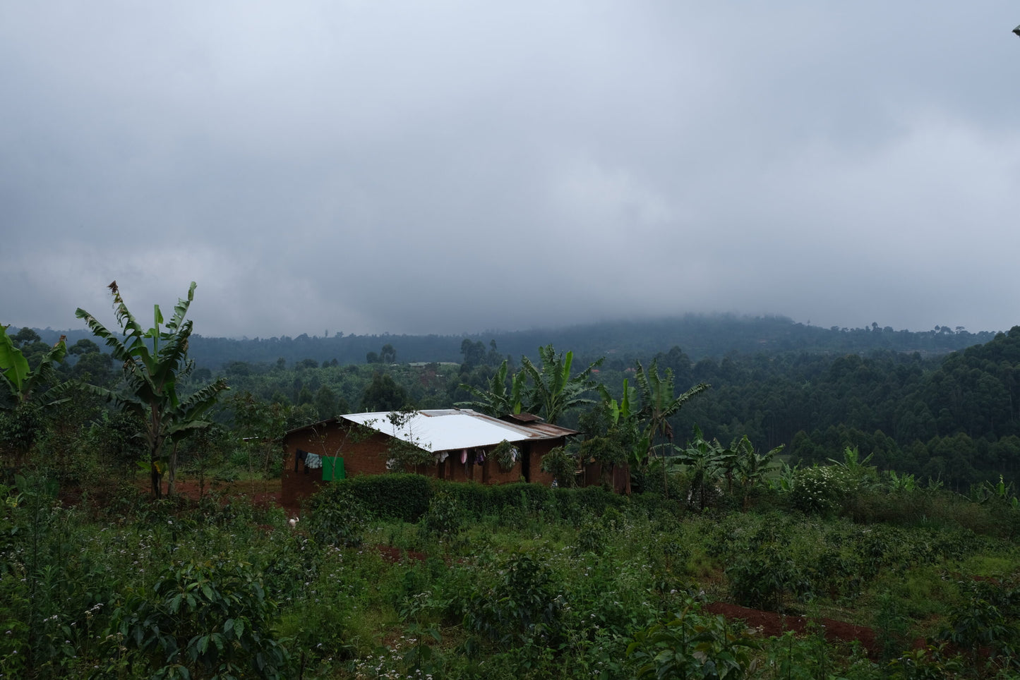 Uganda Bulambuli Natural