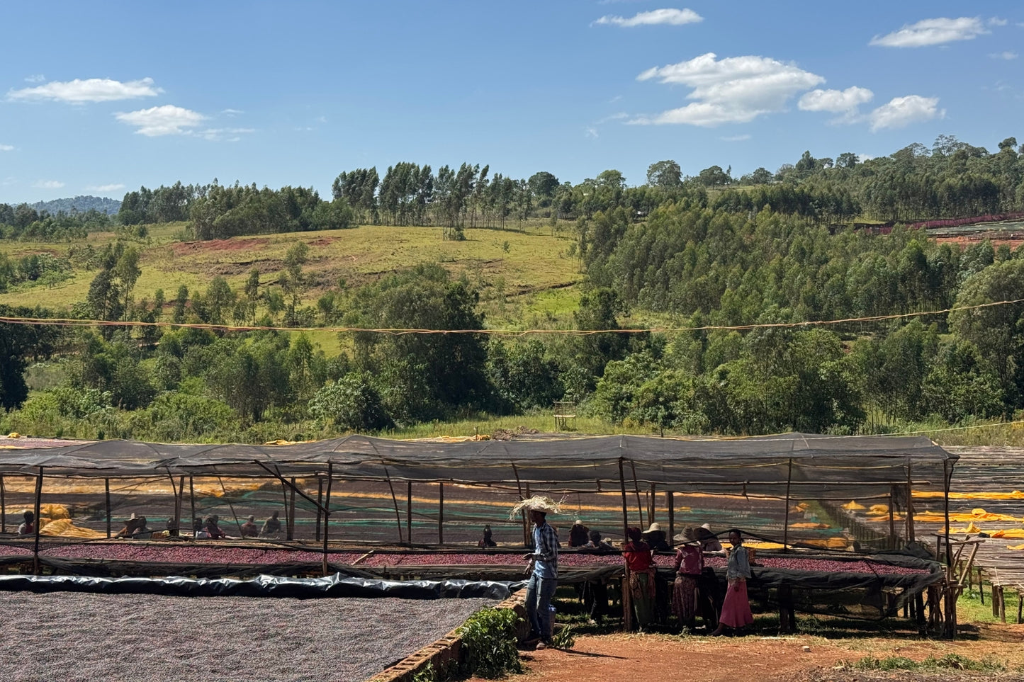 Ethiopia Worka Sakaro Natural